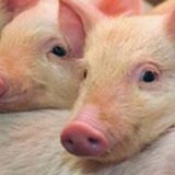 4V Antimicrobial HEPA Filter for Swine Industry